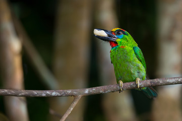 What a sweet banana..Colorful bird,Red-throated barbet (  Megalaima mystacophanos ) perching on branch with banana in mouth..