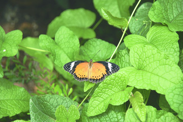 Yellow orange colorful butterfly resting on green leaf drying its wings in the sun by spreading them.