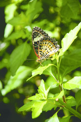 Fototapeta premium Orange white black colorful butterfly resting on green leaves in the sun.