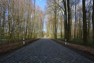 Deutsche Alleenstraße auf Rügen