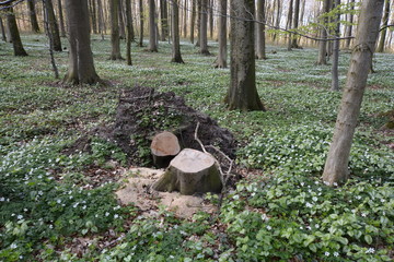 abgeschnittener Baumstamm