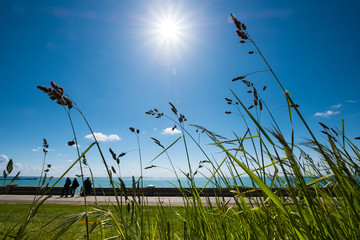 printemps été font de mer océan promenade vivre détente vacances normandie le havre herbe tige graminées allergies ciel bleu soleil