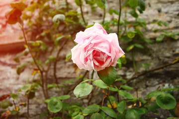Pink rose in the garden.