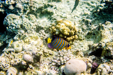 Fototapeta na wymiar Multicolored striped angelfish in the waters of the Red Sea. The fish floats on the bottom among the corals.