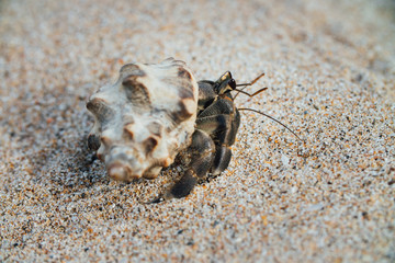 Cancer hermit crab Walks the sand. Macro.
