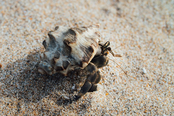 Cancer hermit crab Walks the sand. Macro.