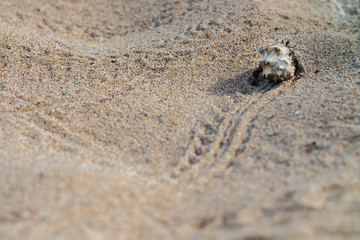 Cancer hermit crab Walks the sand. Macro.