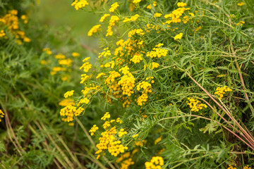 Obraz premium Tanacetum flowers