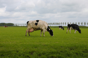 Dutch cows in the meadow.