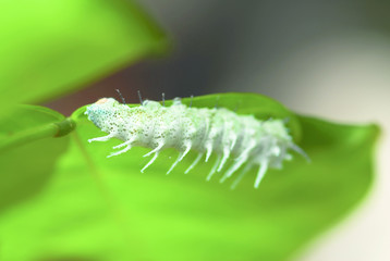 White colored caterpillar with spikes crawling with a lot of legs underneath green leave at daytime.
