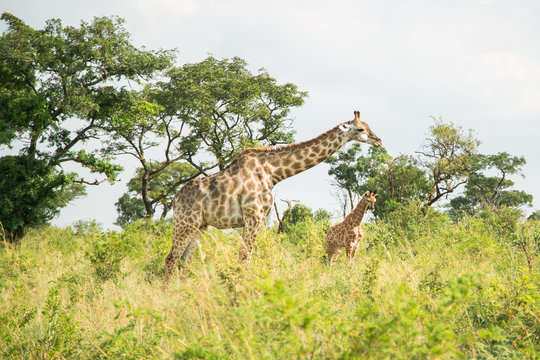 Giraffe mit Baby im Krüger National Park