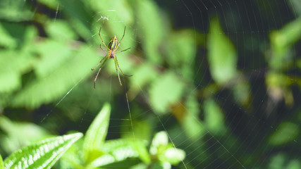 Yellow green colored thin spider sitting and waiting on its prey in the middle of its web at daytime.