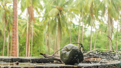 A cocoanut drop down from the trees and rain is falling.
