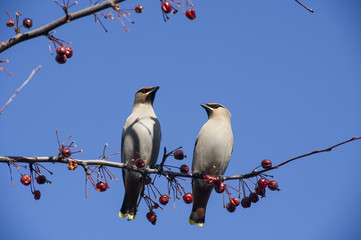 Bohemian Waxwing