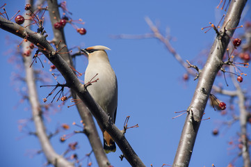 Bohemian Waxwing
