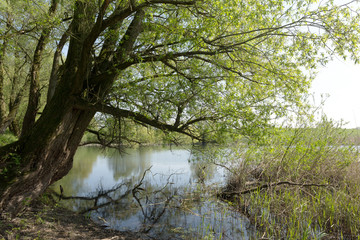 Tree reflected in the Lake with View to Dike/ Netherlands