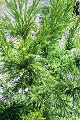 Cryptomeria tree