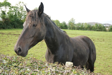 Obraz na płótnie Canvas Irish Horse