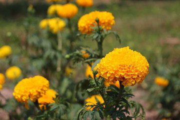 Yellow marigolds are in the garden in the daytime.