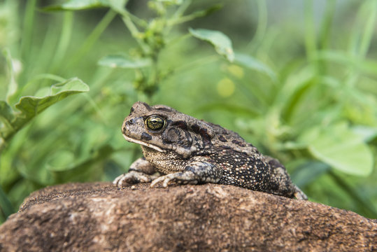 Raucous toad sitting on rock, KwaZulu Natal, South Africa