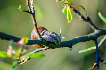 On a farm, snails creep along fruit trees.