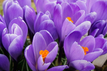 Blossoming saffron - lilac crocus