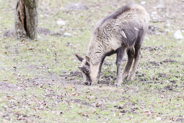 Close-up of goat on the outside