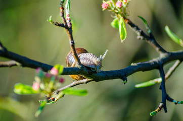 On a farm, snails creep along fruit trees.