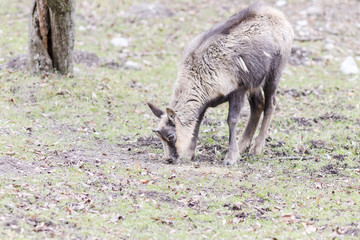 Close-up of goat on the outside
