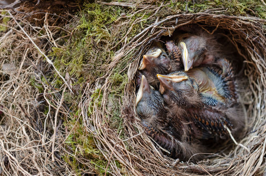 Drossel Vogel K&uuml;ken im Nest