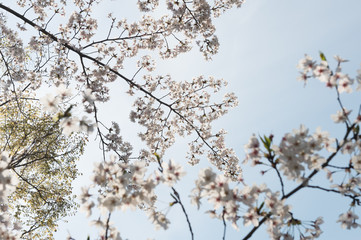 Beautiful cherry blossom sakura in spring time over blue sky.