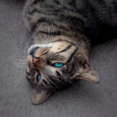 Niedliche getigerte Katze mit leuchtend blauen Augen, liegend.