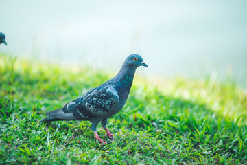 Pigeons are walking for food on grass.