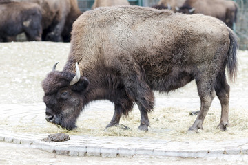 A bison grazing in the meadow © ihorga