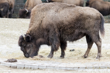 A bison grazing in the meadow © ihorga