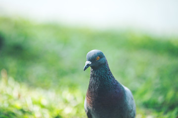 Pigeons are walking for food on grass.