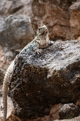 Numerous lizards are living in between the stones of the ruins at the ancient archaeological site of Chichen Itza in Mexico.