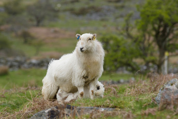 Obraz na płótnie Canvas Welsh mountain sheep ewe feeding her lamb on a rugged hillside in Wales