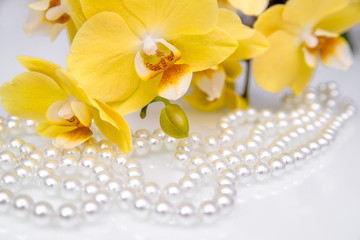 pearl and yellow Orchid on white glass 