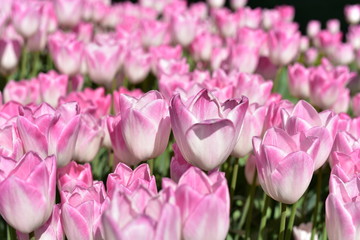 Obraz premium Pink tulips at Goztepe Park in Istanbul, Turkey