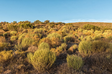 Vegetation in the last rays of the sun