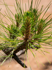 Kanaren-Kiefer im Teide Nationalpark, Teneriffa, Spanien