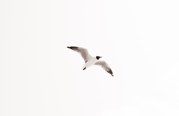 seagull in back and white