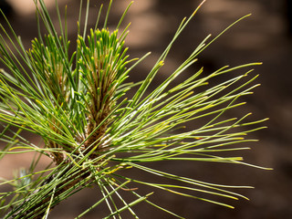Kanarische Kiefer im Teide Nationalpark, Teneriffa, Spanien