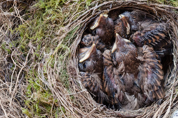 Drossel Vogel Küken im Nest