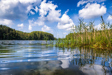 Summer day at a forest lake