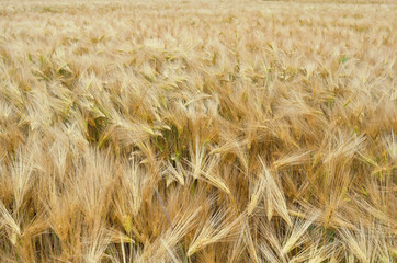 champs d'épis de céréales texturé