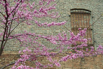 cherry blossoms against urban brick building