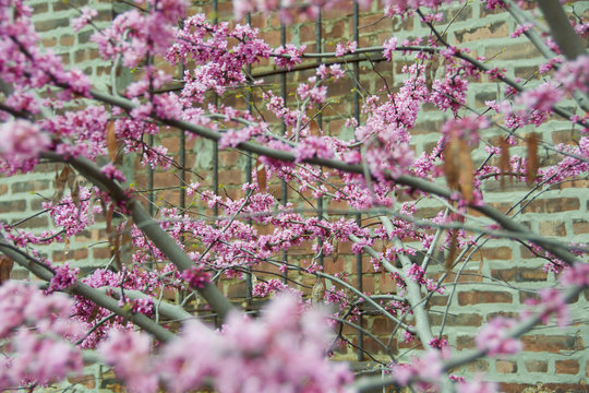 cherry blossoms against urban brick building with shallow DOF