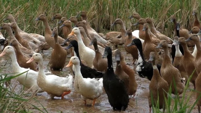 gaggle rushing in the field